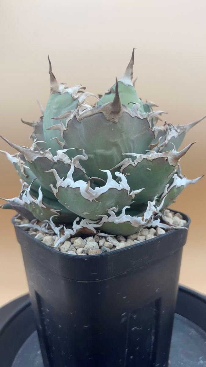 アガベ チタノタ CJ-Special 子株 / 検索）ホオジロザメ 大白鯊｜Yahoo