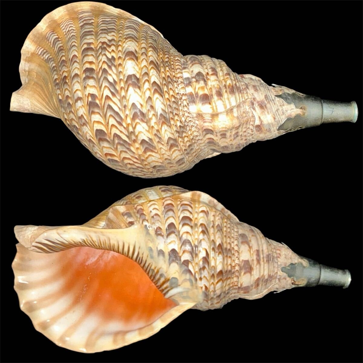 2026年最新】Yahoo!オークション -山伏 法螺貝の中古品・新品・未使用