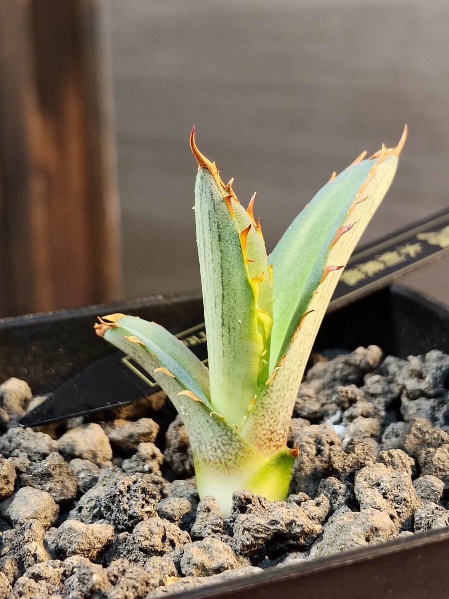 Yahoo!オークション -「アガベ キシロナカンサ」の落札相場・落札価格