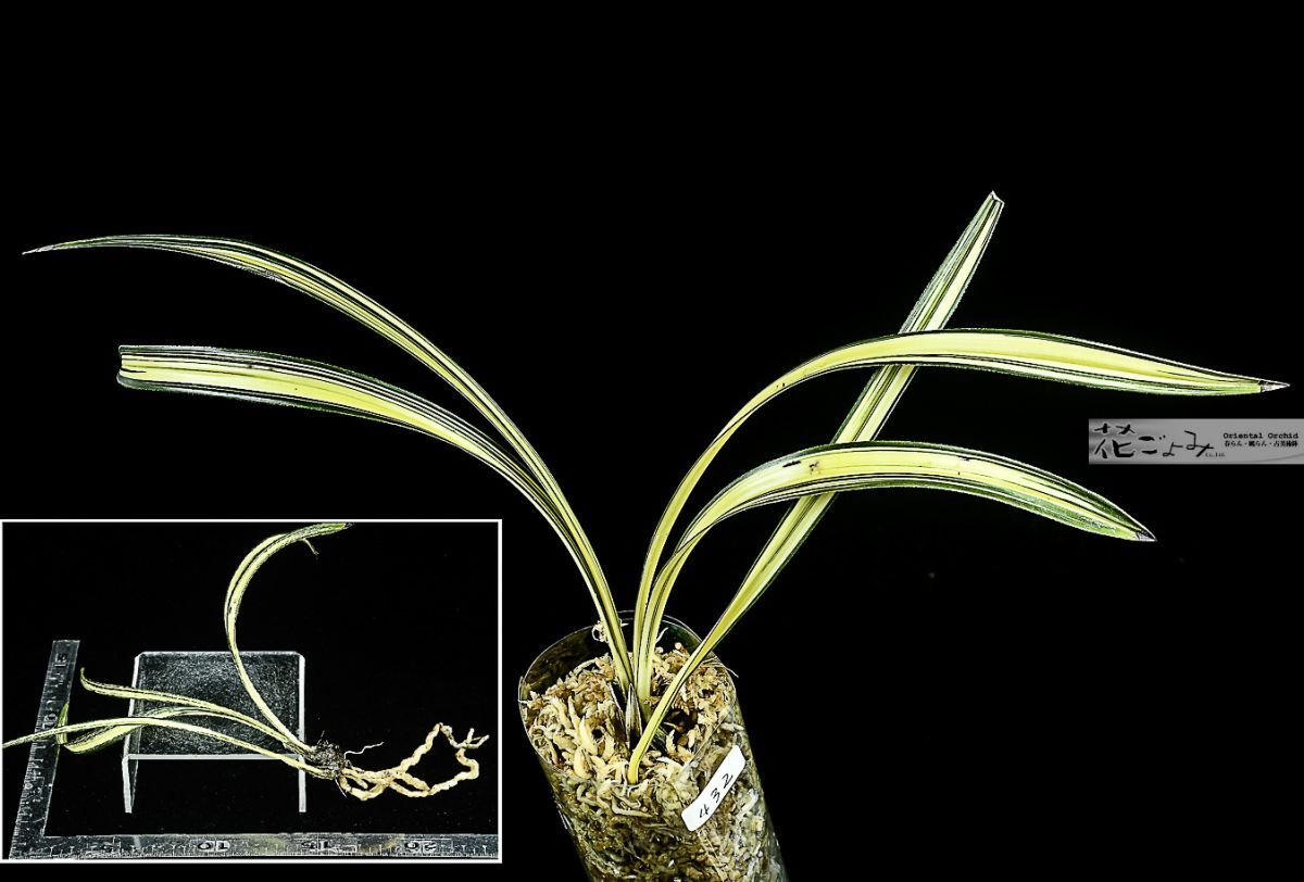 Yahoo!オークション -「韓国春蘭」の落札相場・落札価格