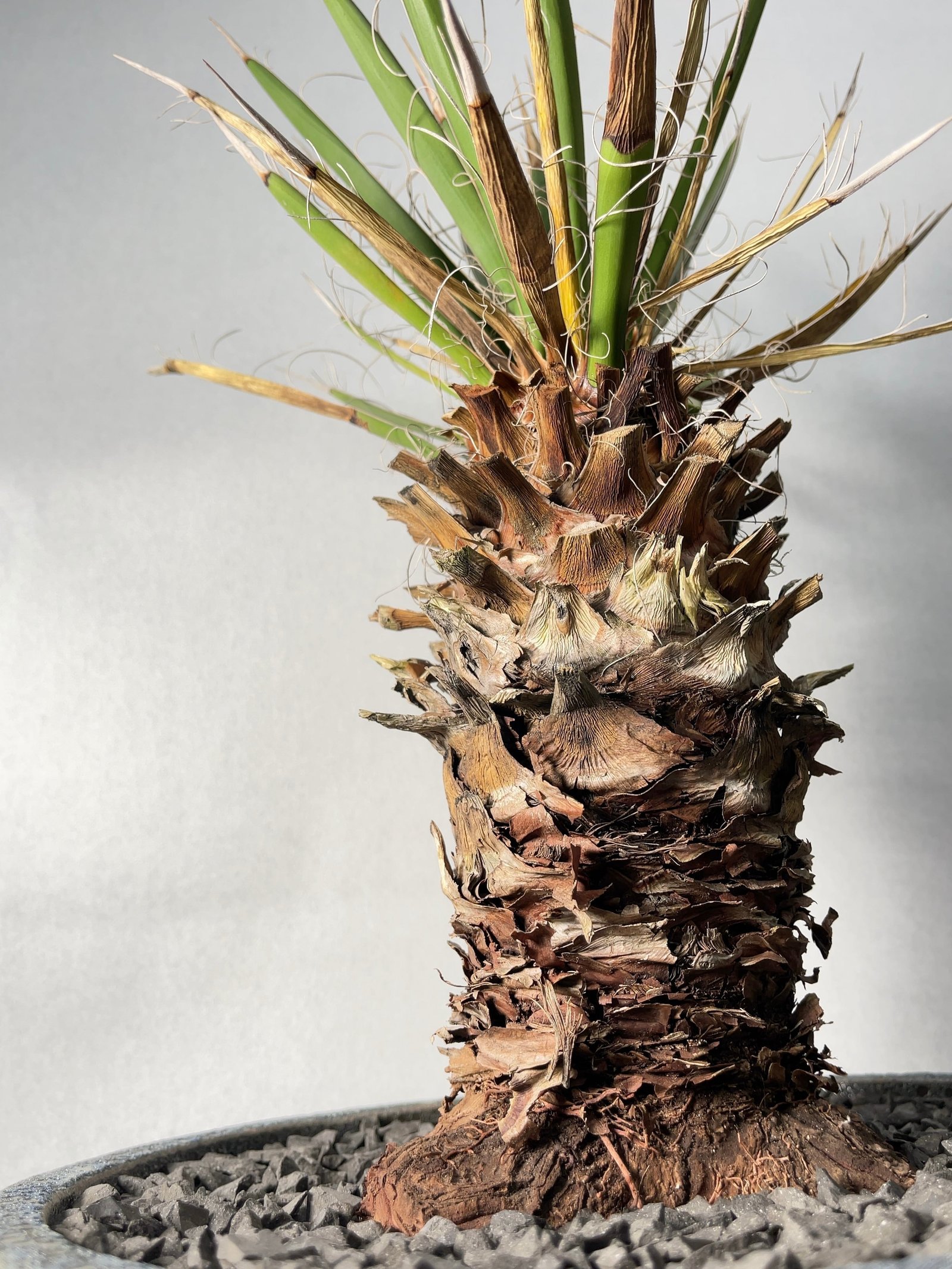 ユッカ・フィリフェラ | trigger