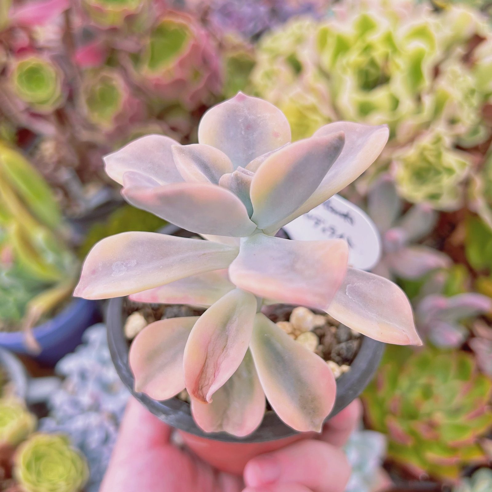 現物 多肉植物 パープルディライト錦 抜き苗 | るる農園~多肉植物専門