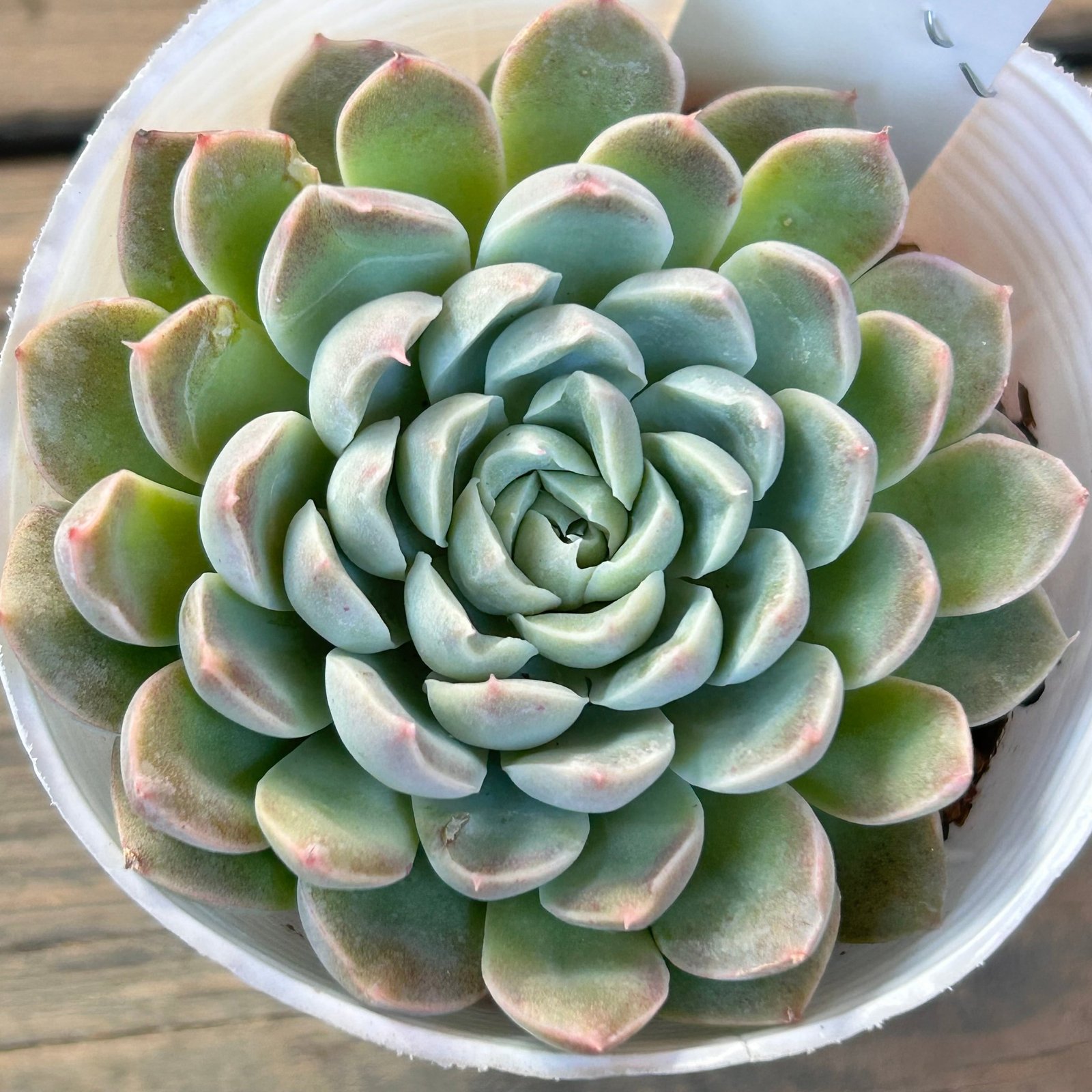 19#多肉植物アエオニウム❤️ サンデルシ— ❤️ 7頭8cm 拔き苗 19#多肉