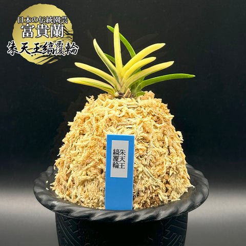 富貴蘭 種類『朱天王縞覆輪 』（しゅてんのうしまふくりん）【現品】子